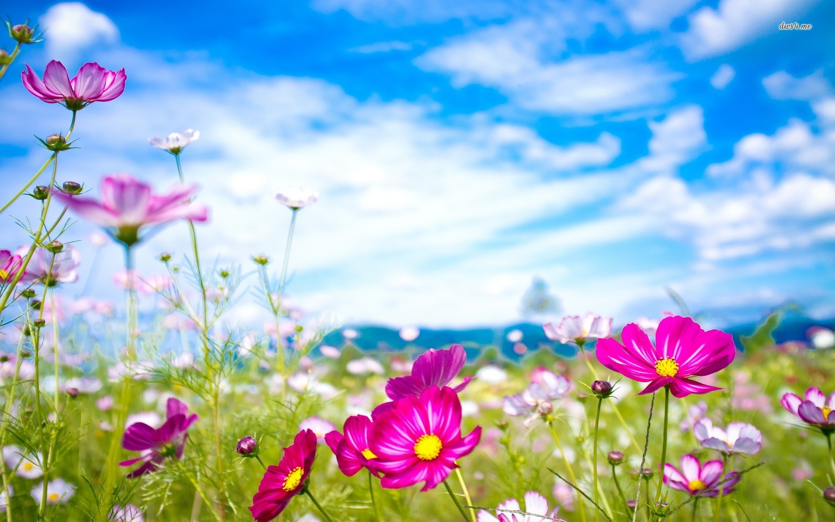 21568-colorful-cosmos-flowers-1680x1050-flower-wallpaper