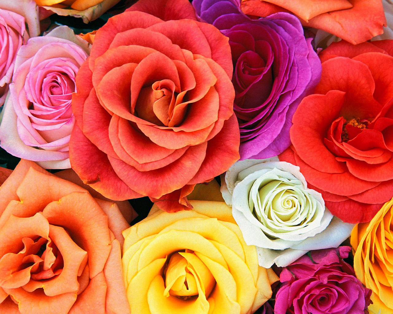 Roses_Bunch_Of_Flowers