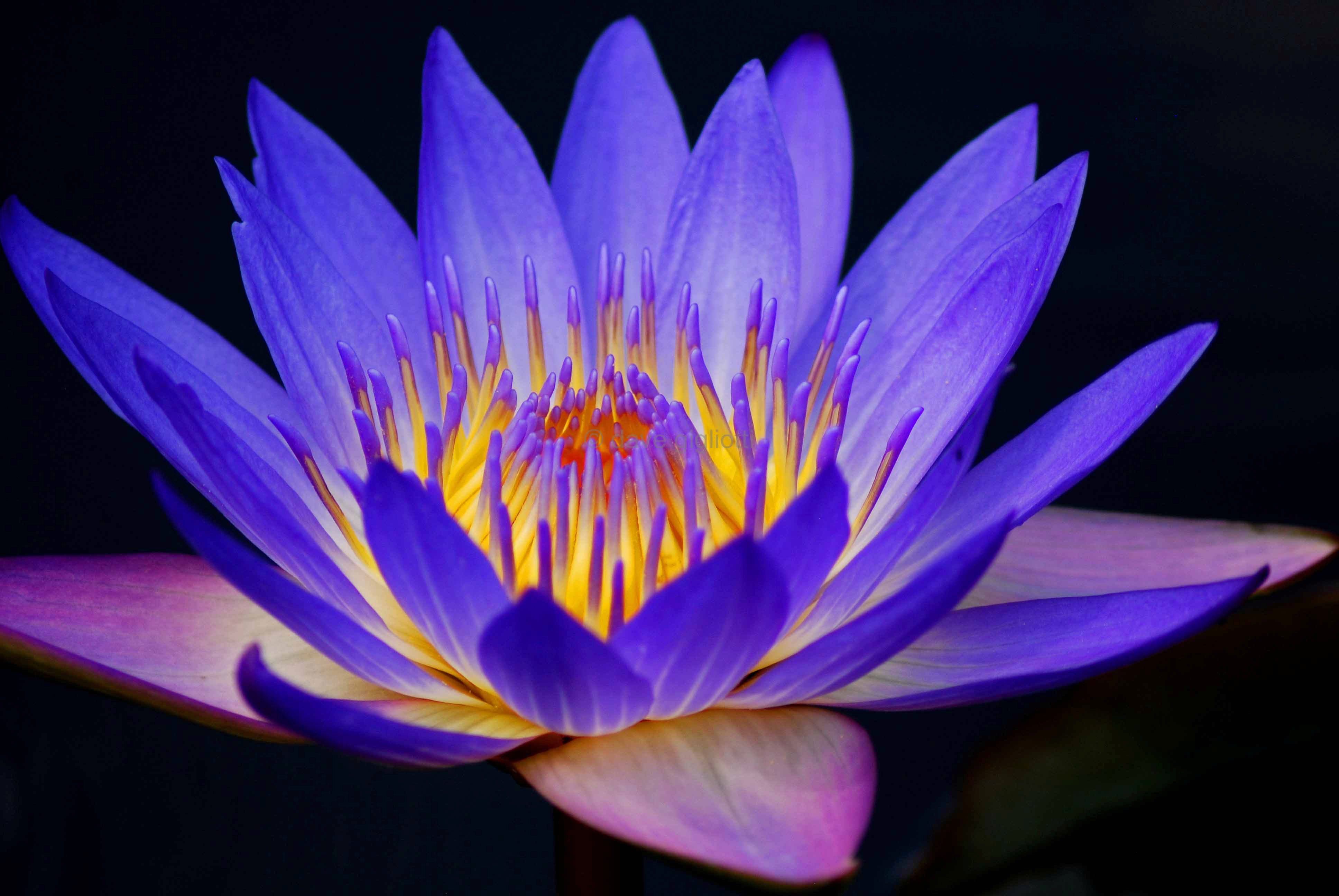 water-lily-flower