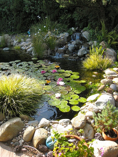 Backyard Pond Design Ideas 13
