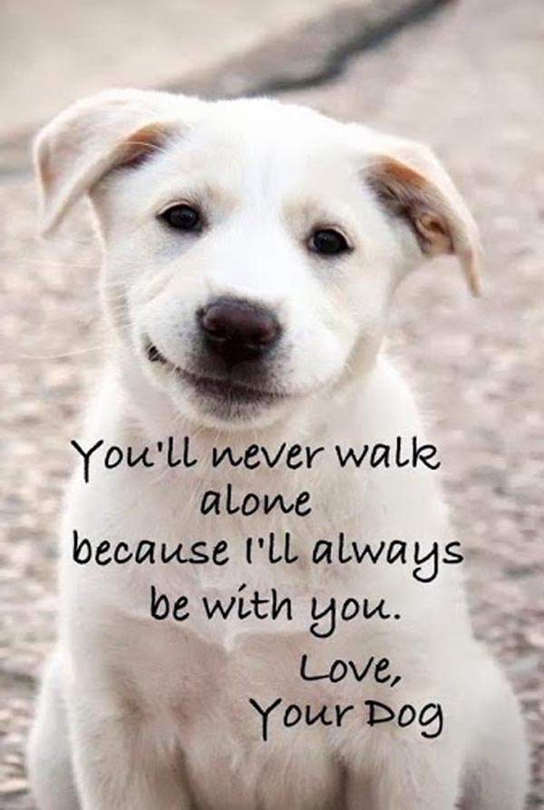 love-dog-motivational-quotes