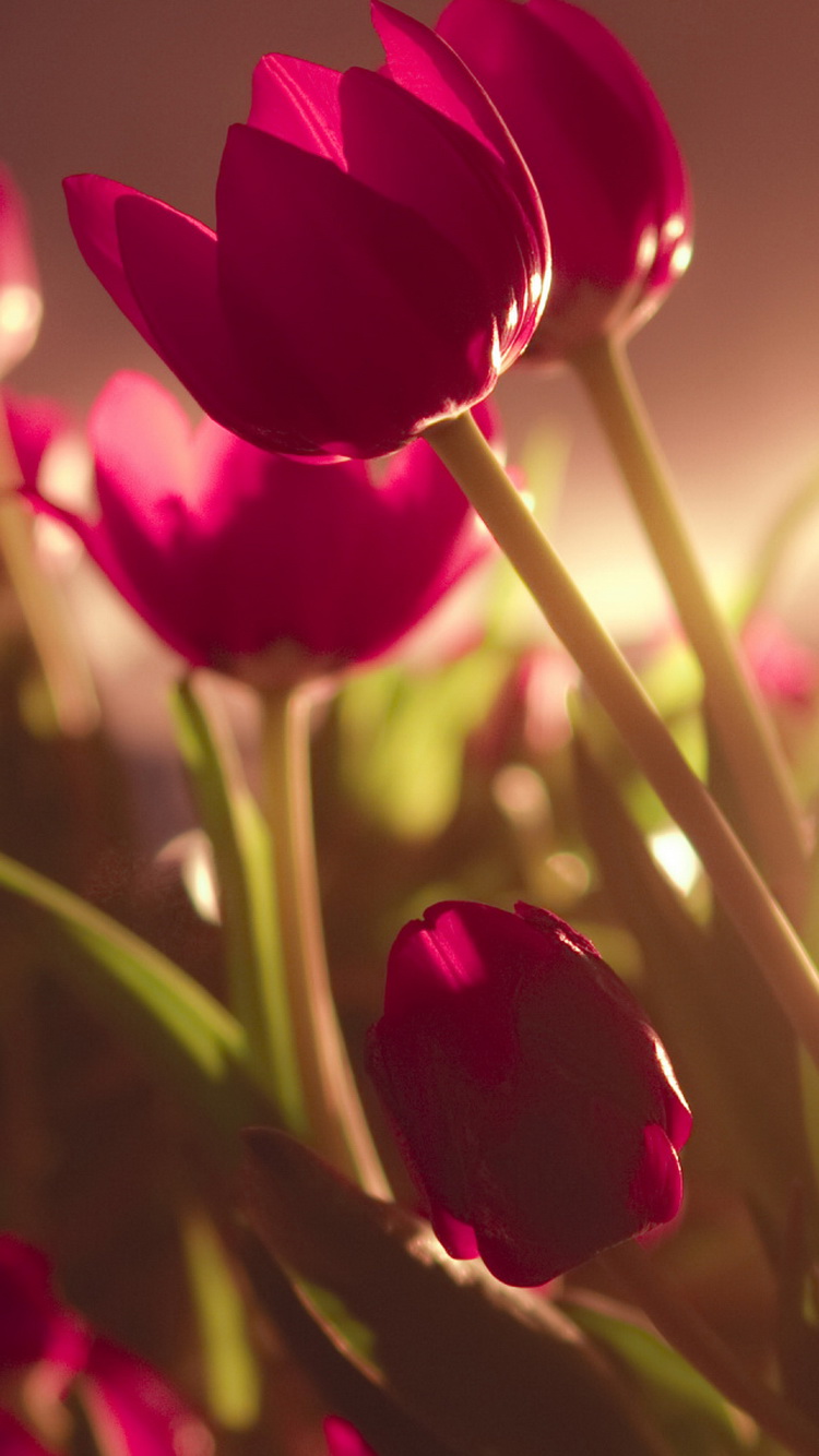 Beautiful Tulips Soft Light iPhone 6 Wallpaper