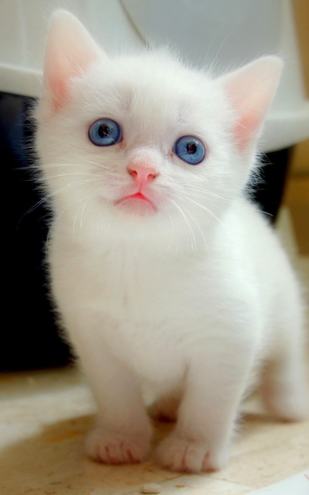 Big Blue Eyes White Kitten iPhone 6 Plus HD Wallpaper