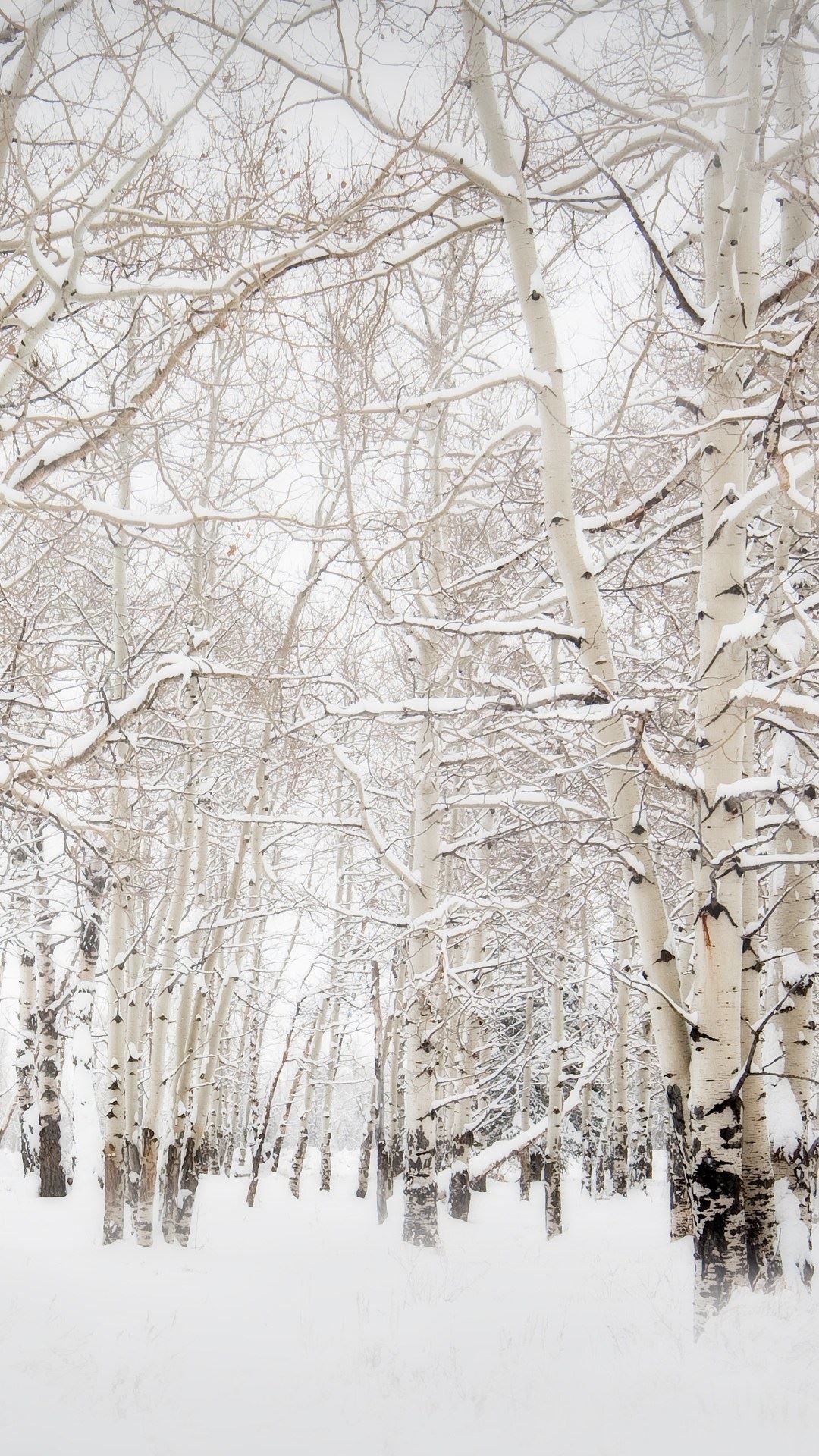Birch Trees Winter Landscape iPhone 6 Plus HD Wallpaper