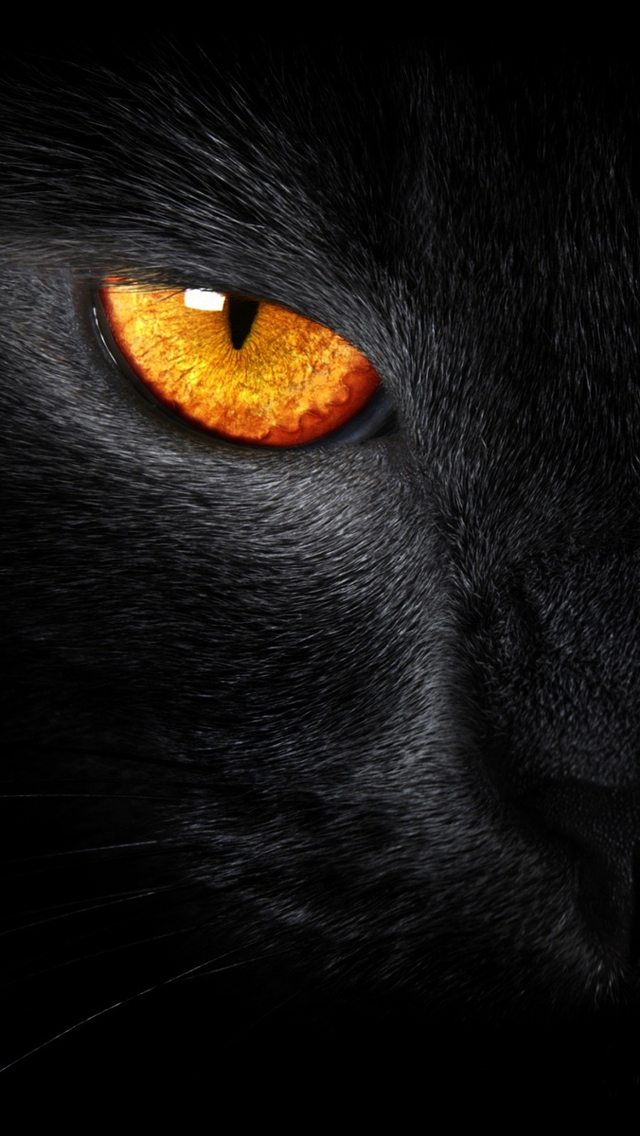 Black Cat Evil Eye iPhone 5 Wallpaper