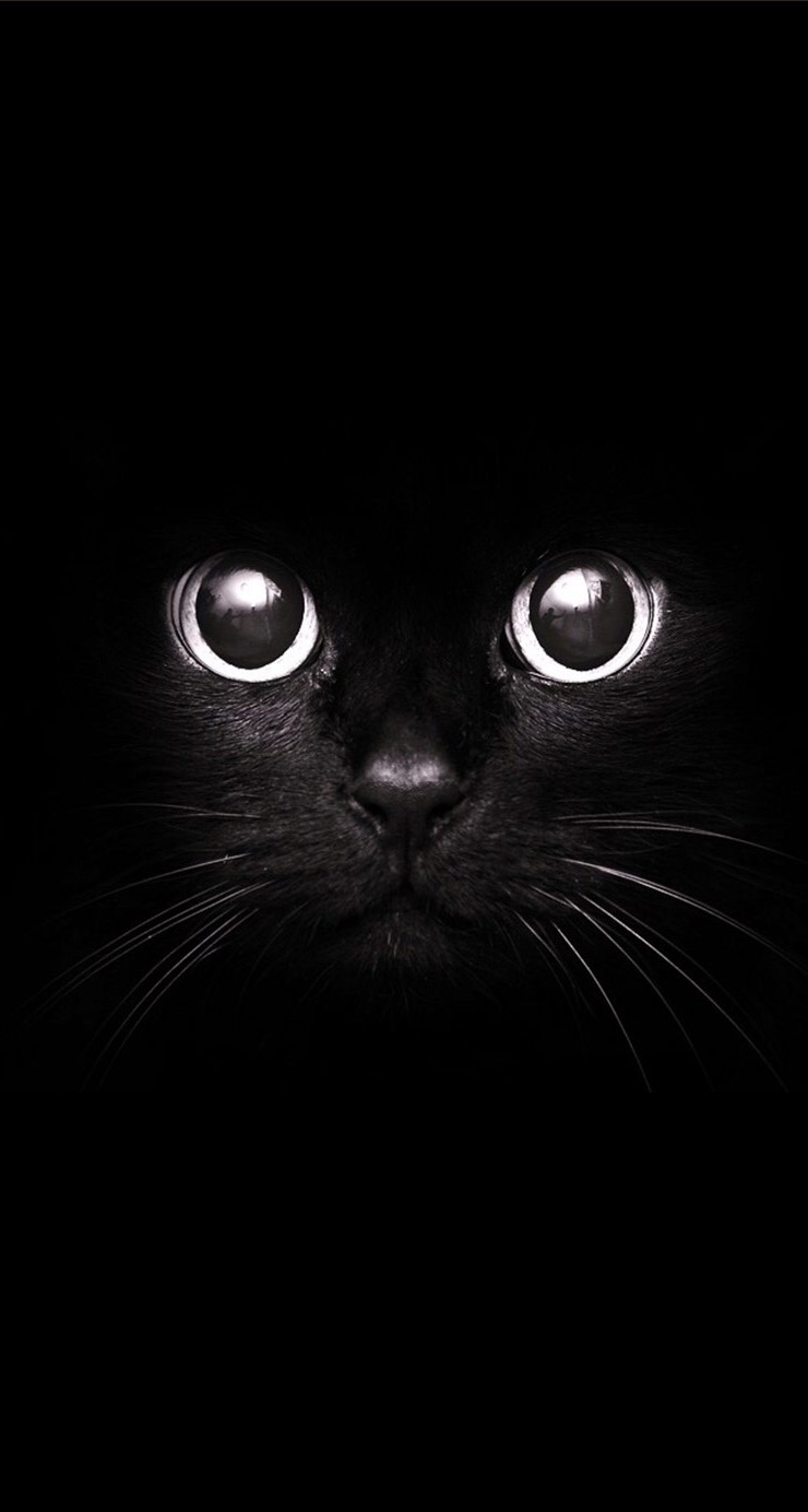 Black Cat Staring Eyes