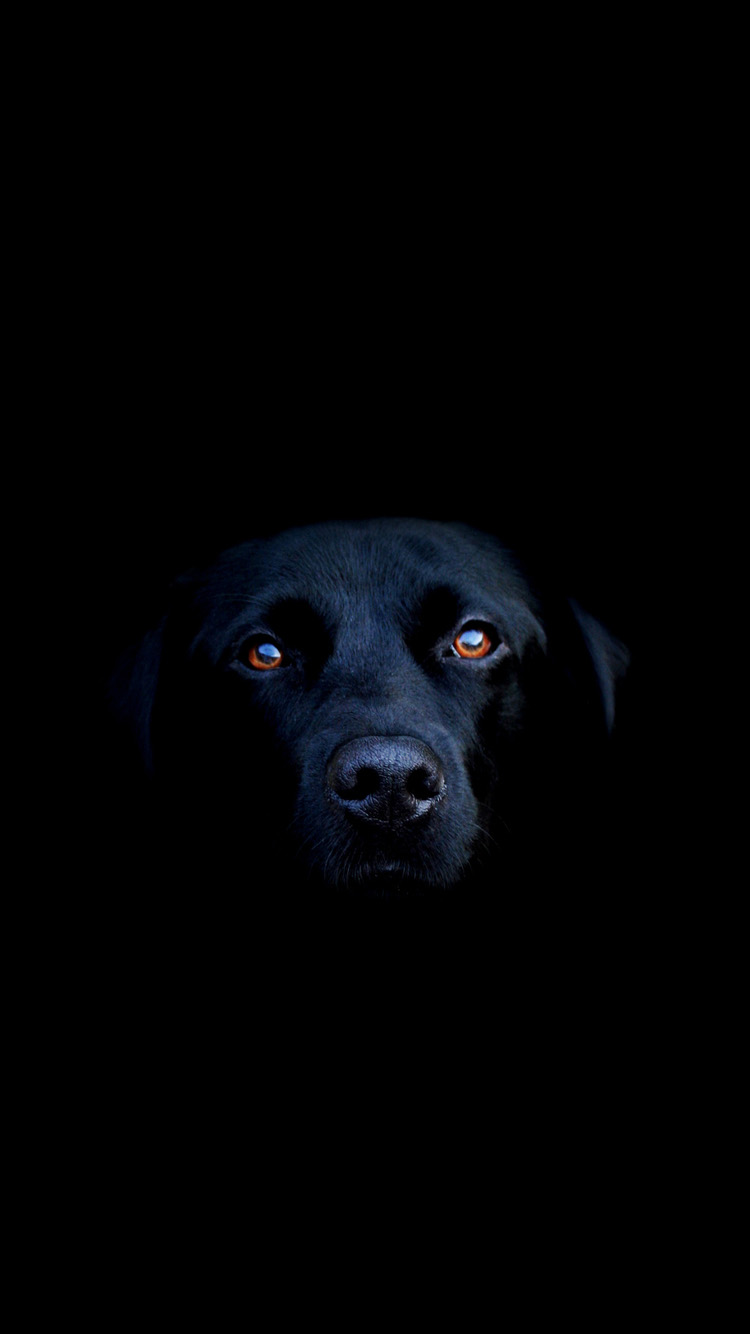 Black dog iPhone 6 Wallpapers