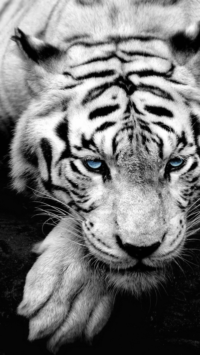 Bue Eyed Tiger Portrait iPhone 5 Wallpaper