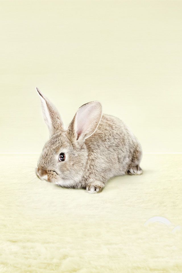 Bunny Rabbit - Easter - iPhone Wallpaper