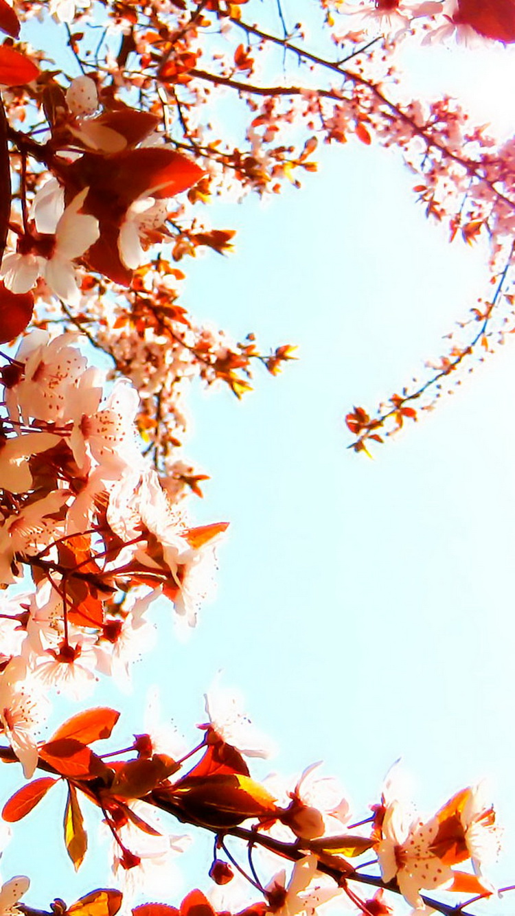 Cherry Blossoms Blue Sky iPhone 6 Wallpaper