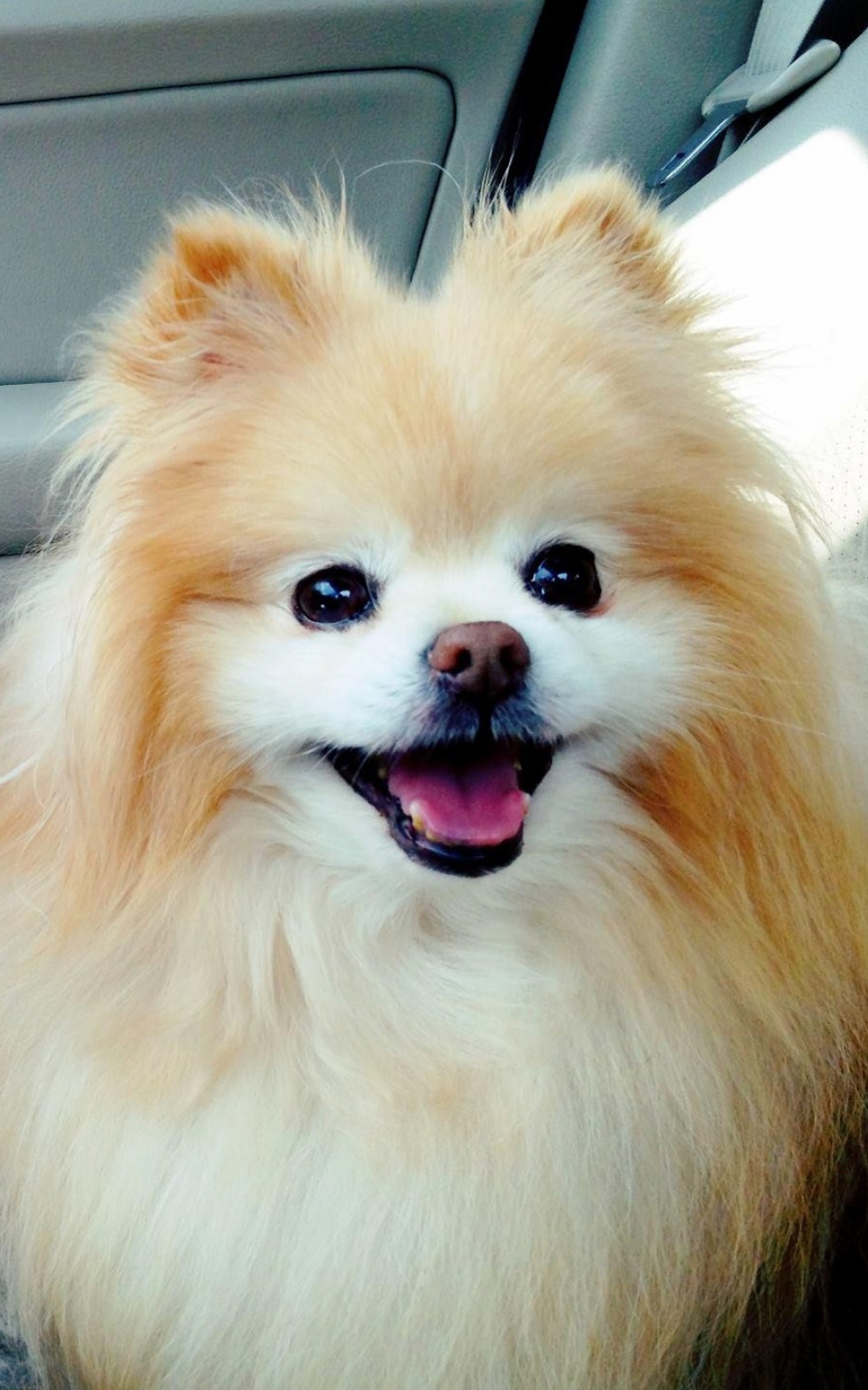 Cute Boo Pomeranian iPhone 6 Plus HD Wallpaper