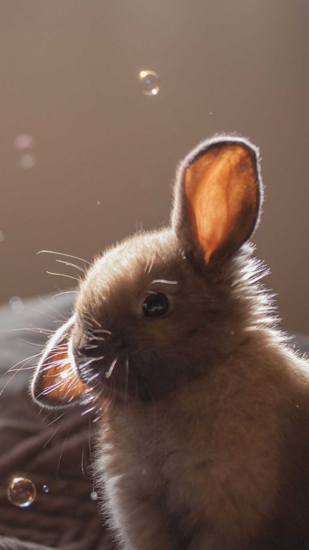 Cute Bunny Soap Bubbles iPhone 6 wallpaper