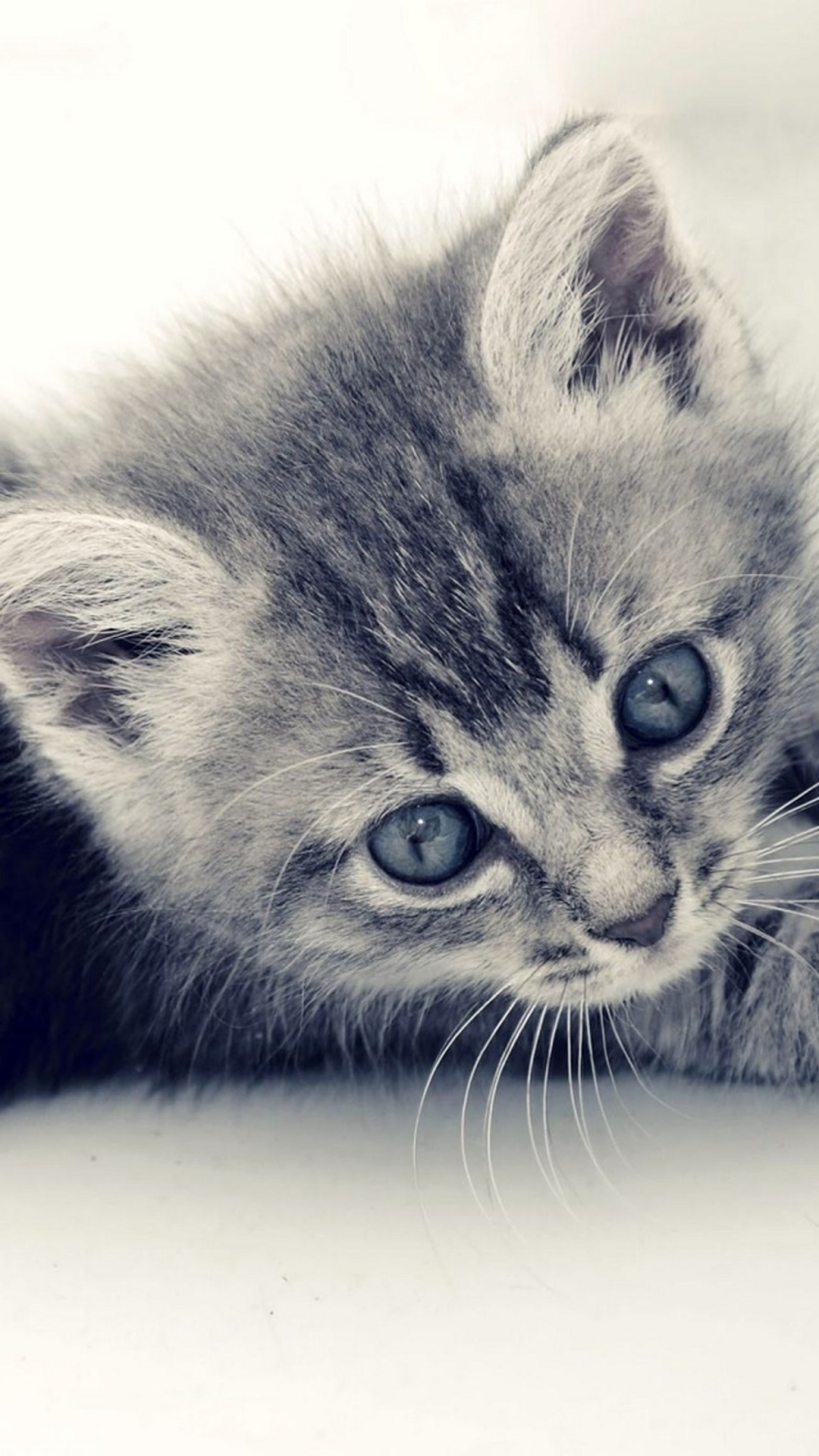 Cute Cat Kitten Macro Gray Background iPhone 6 wallpaper