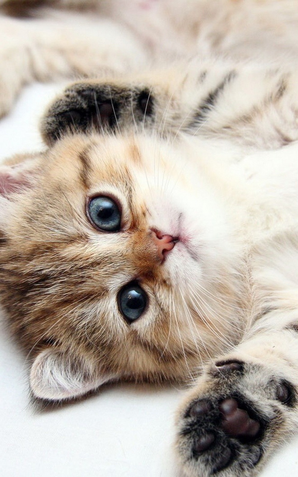 Cute Kitten Blue Eyes iPhone 6 Plus HD Wallpaper
