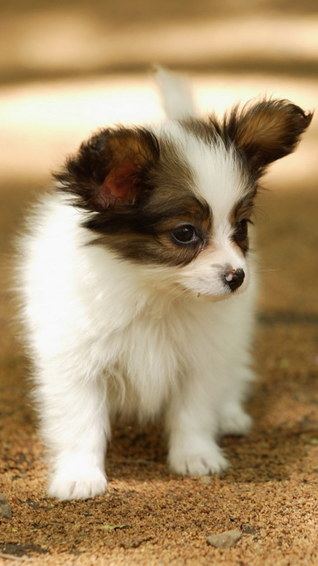 Cute Lovely Puppy Walking Dog Animal iPhone 6 wallpaper