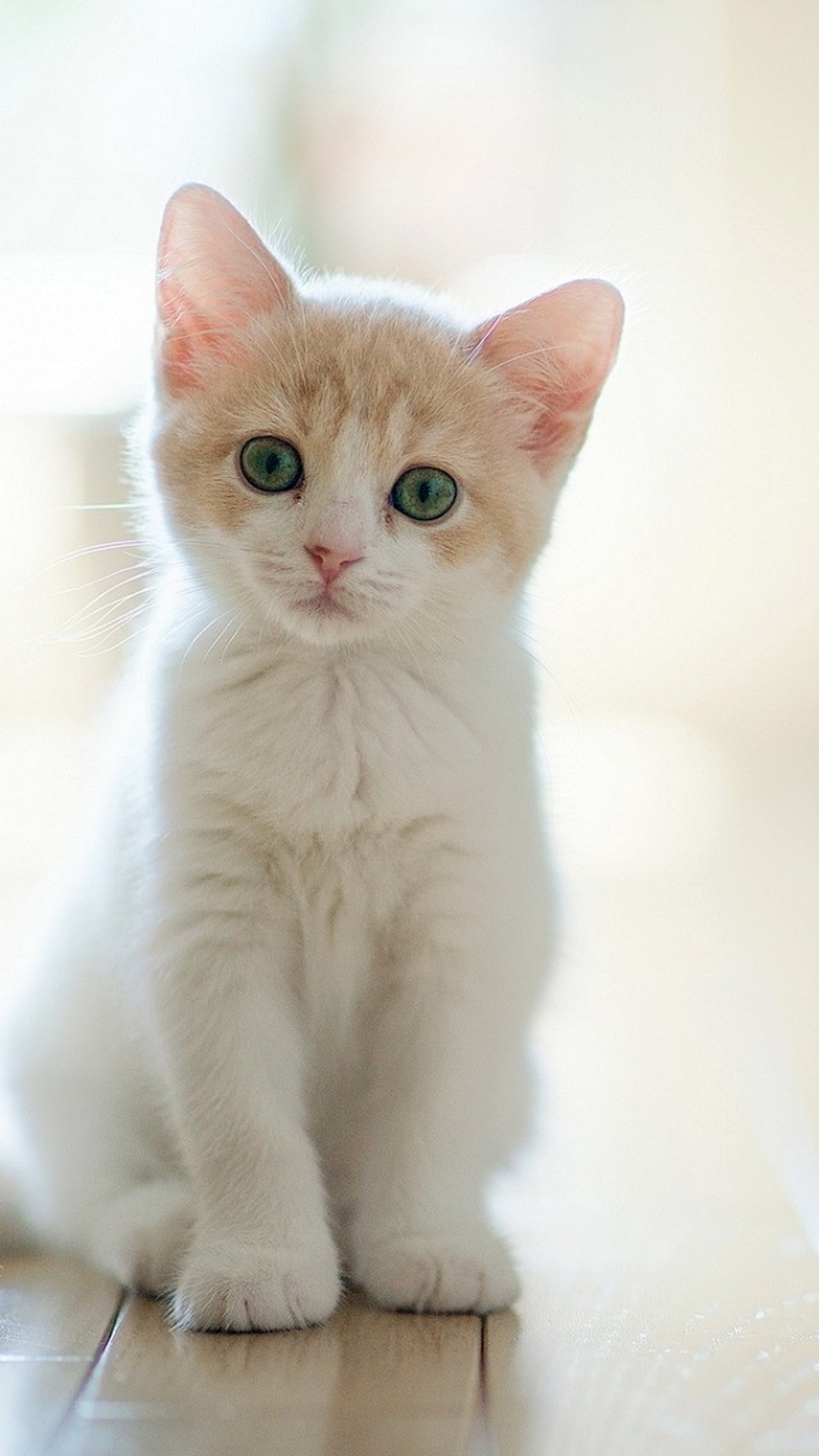 Cute Lovely Staring Kitten Cat iPhone 6 wallpaper