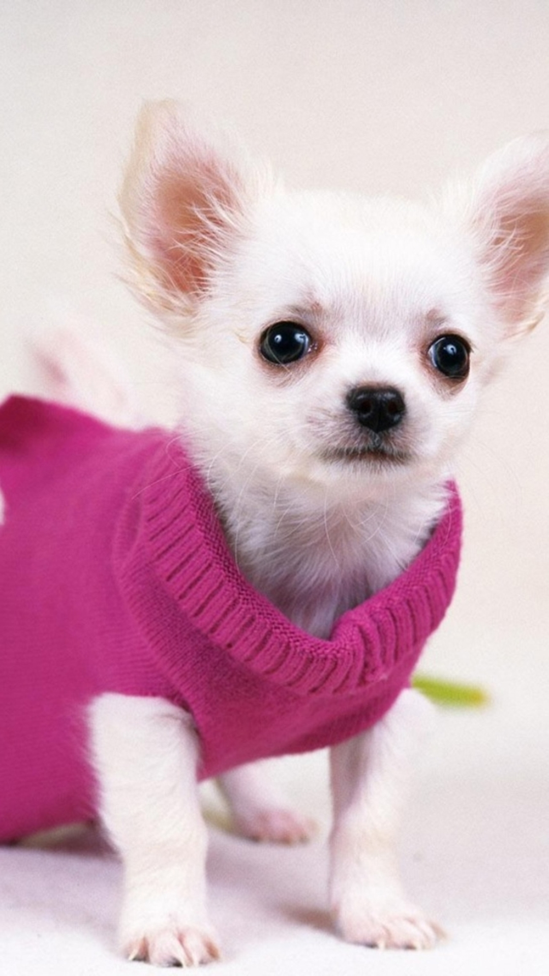 Cute Pretty Dog In Red Sweater iPhone 6 wallpaper