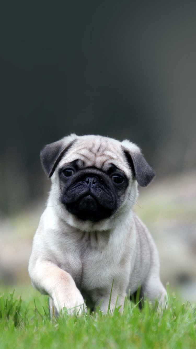 Cute Pug Dog In Grass iPhone 6 Wallpaper