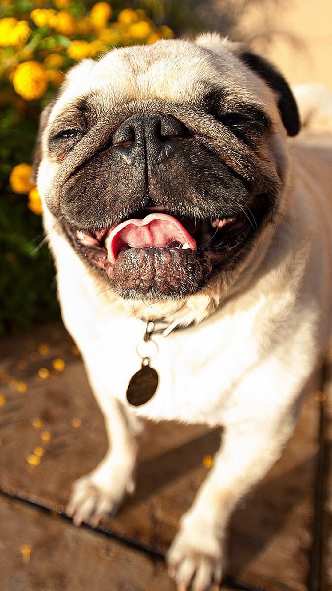 Cute Pug Dog Laughing iPhone 6 wallpaper