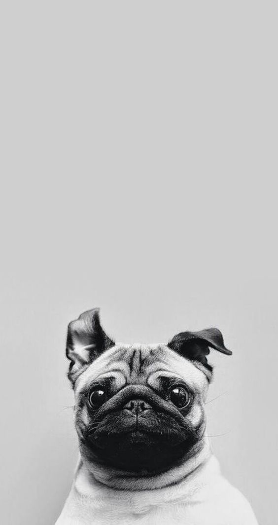 Cute Pug iPhone Wallpaper