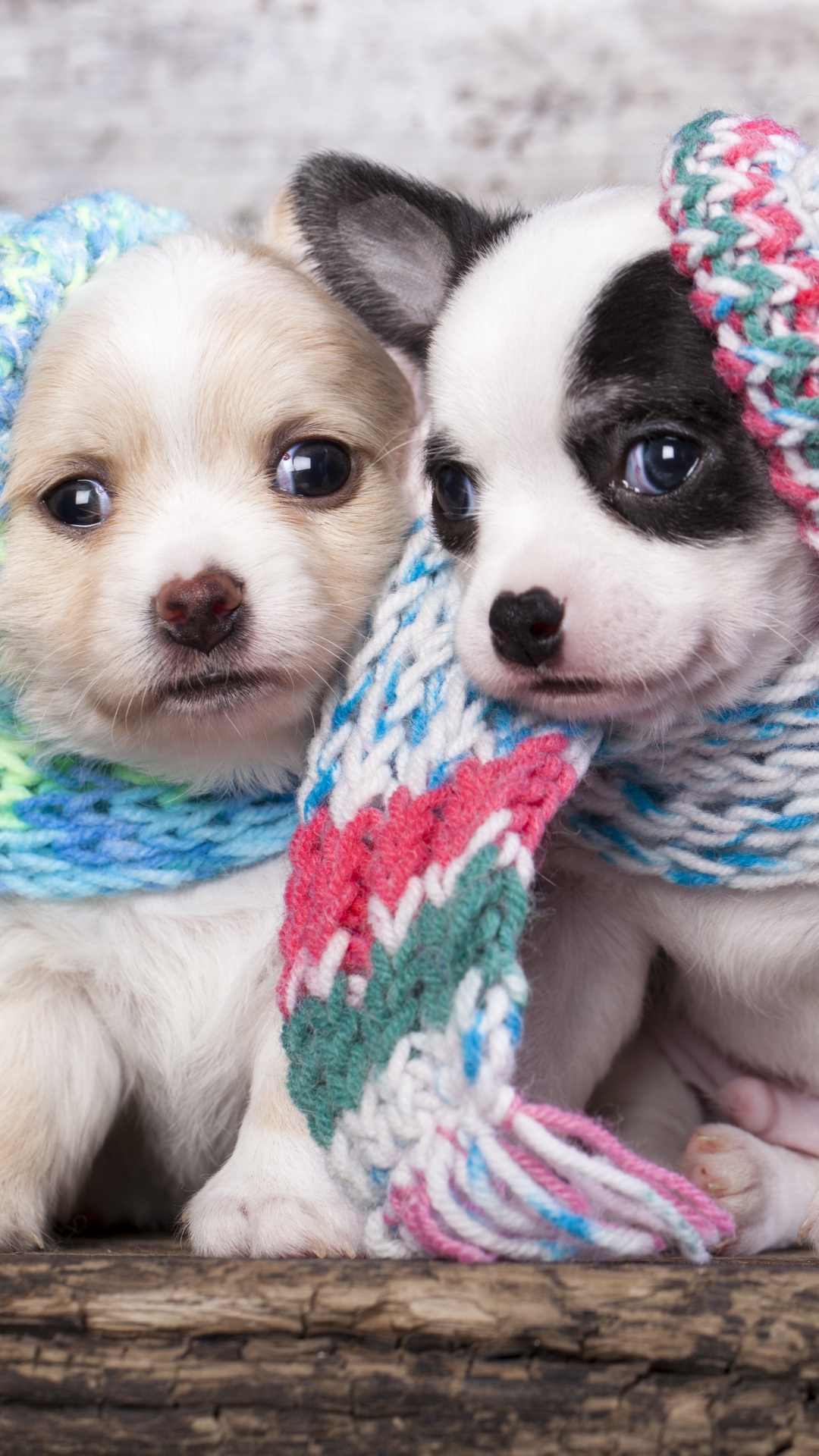 Cute Scarf Puppy Dog Couple iPhone 6 wallpaper