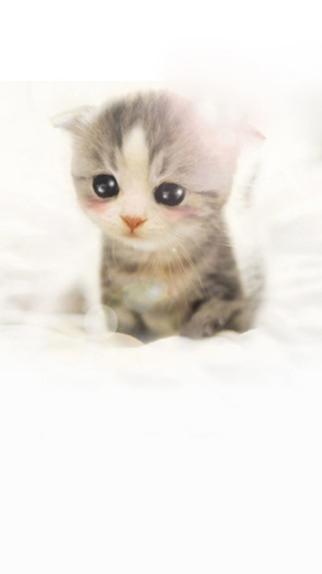 Cute Scottish Fold Kitten iPhone 6 wallpaper
