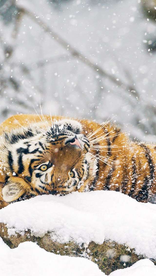 Cute Siberian Tiger Playing In Snow iPhone 5 Wallpaper