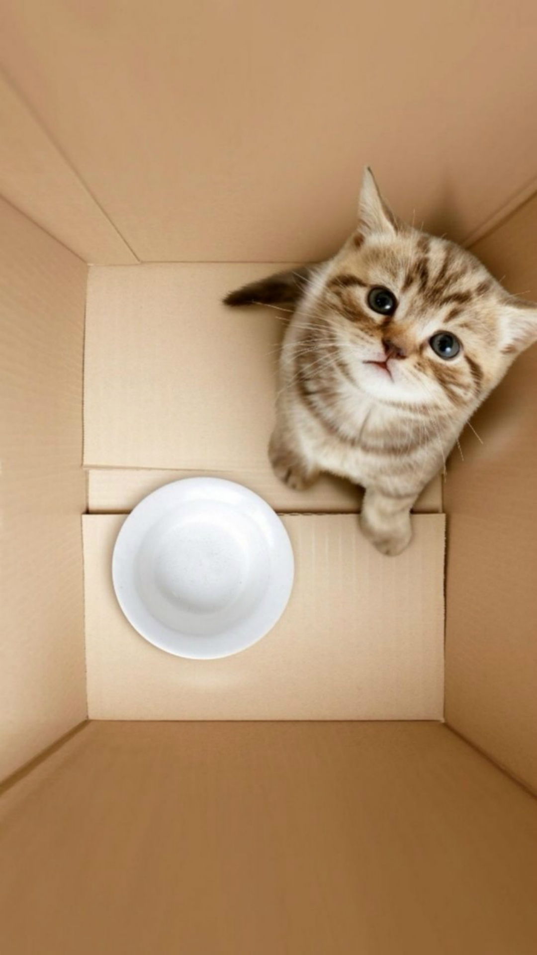 Dimensional 3D Poor Kitten In Box iPhone 6 wallpaper