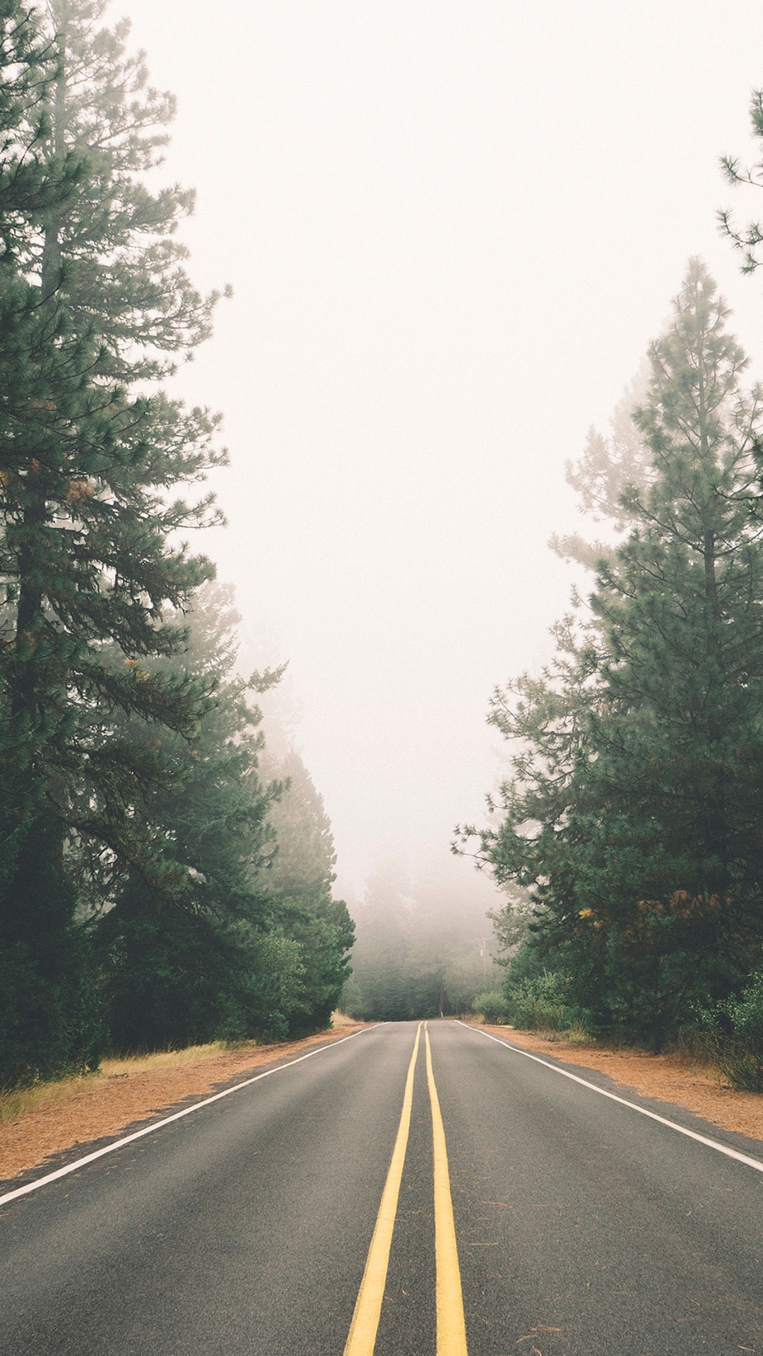 Foggy Autumn Pine Road iPhone 6 Plus HD Wallpaper