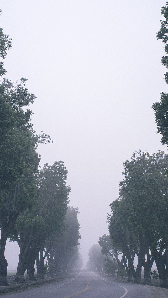 Foggy Road Tall Trees iPhone 5 Wallpaper