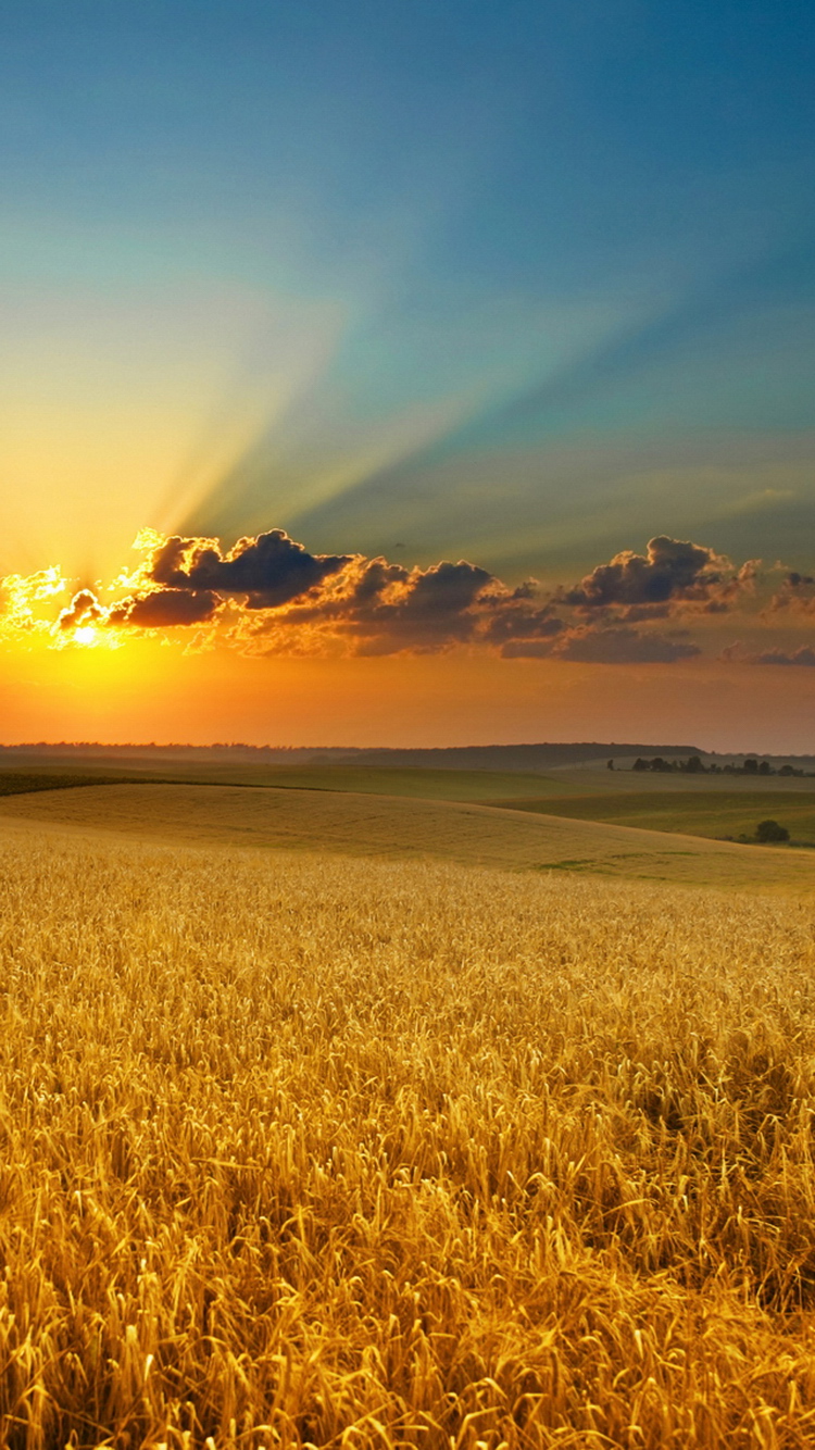 Golden Summer Field Sunset iPhone 6 Wallpaper