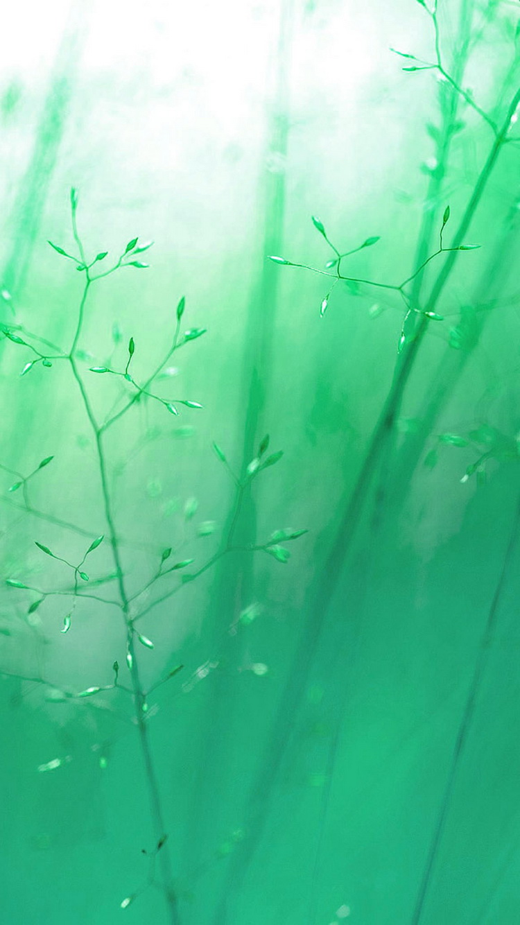 Green Blue Reeds Soft Light iPhone 6 Wallpaper