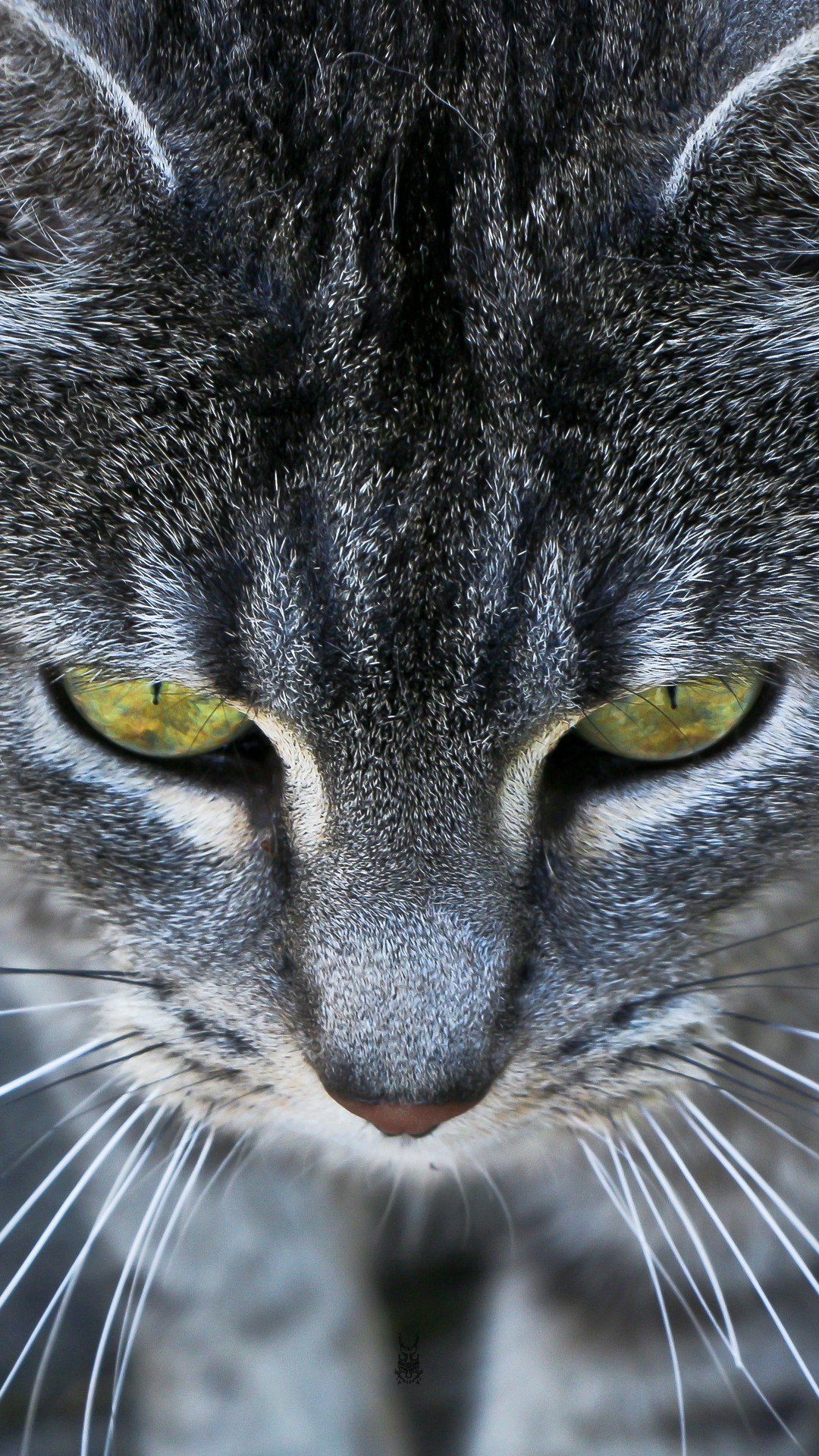 Grey Cat Ember Eyes iPhone 6 Plus HD Wallpaper