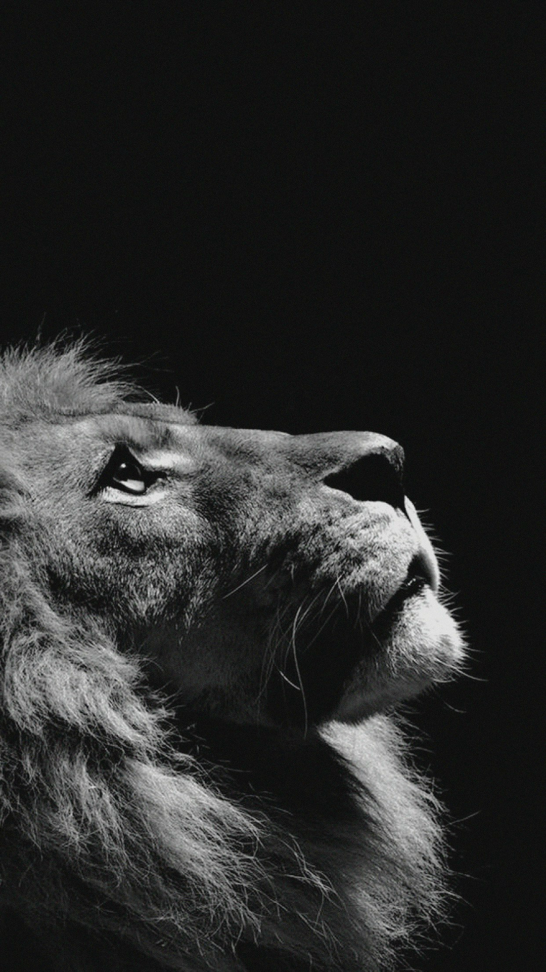 Lion Looking Sky Animal Nature Dark Photo iPhone 6 wallpaper