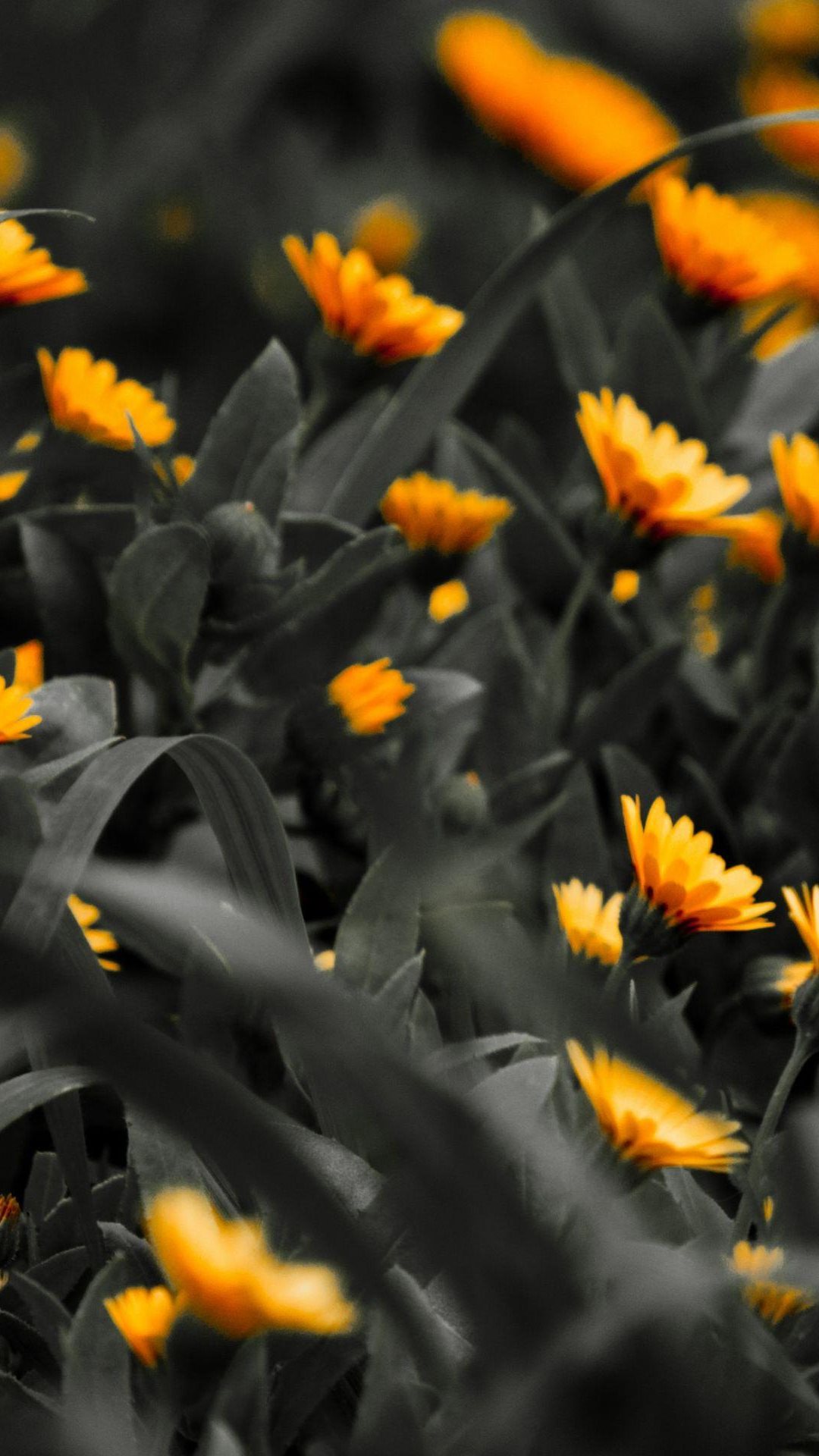 Orange Flowers Black White Photo iPhone 6 Plus HD Wallpaper