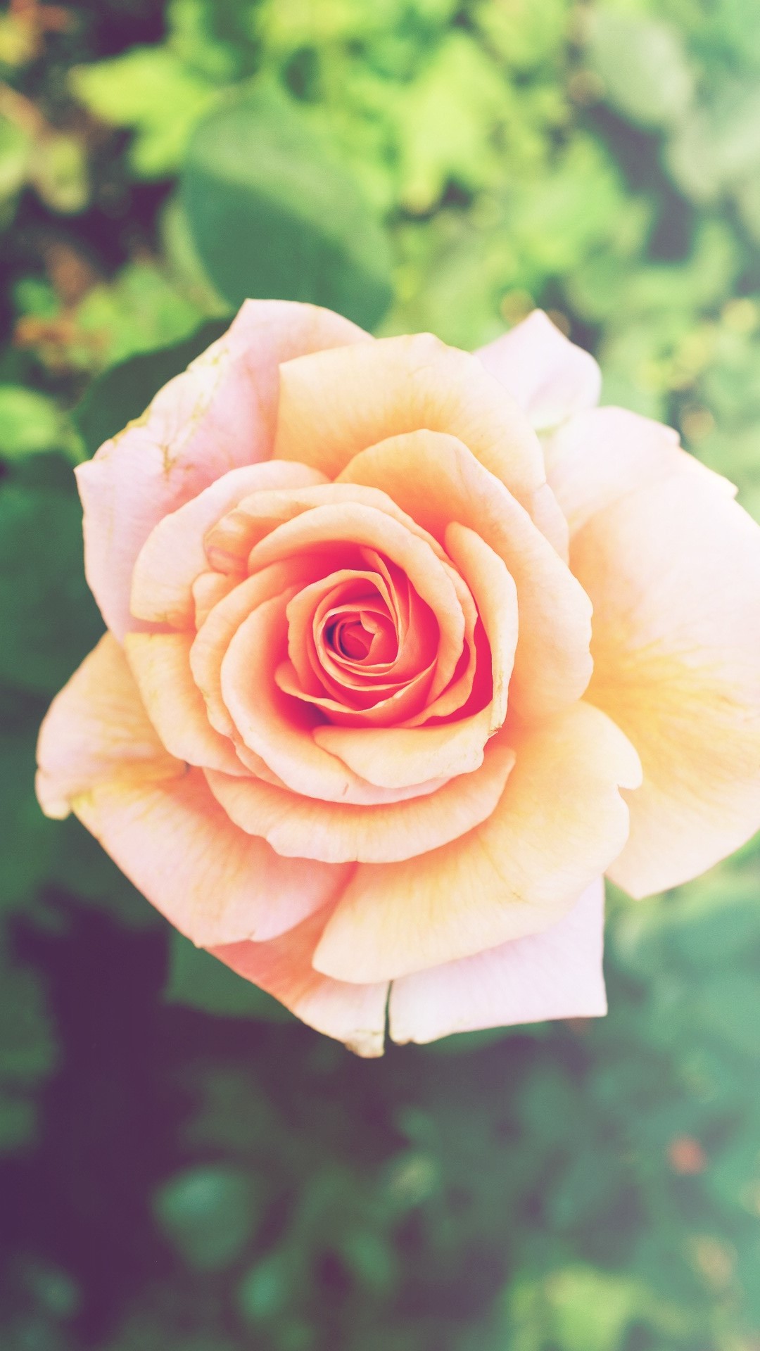 Pink Rose Flower iPhone 6 Plus HD Wallpaper