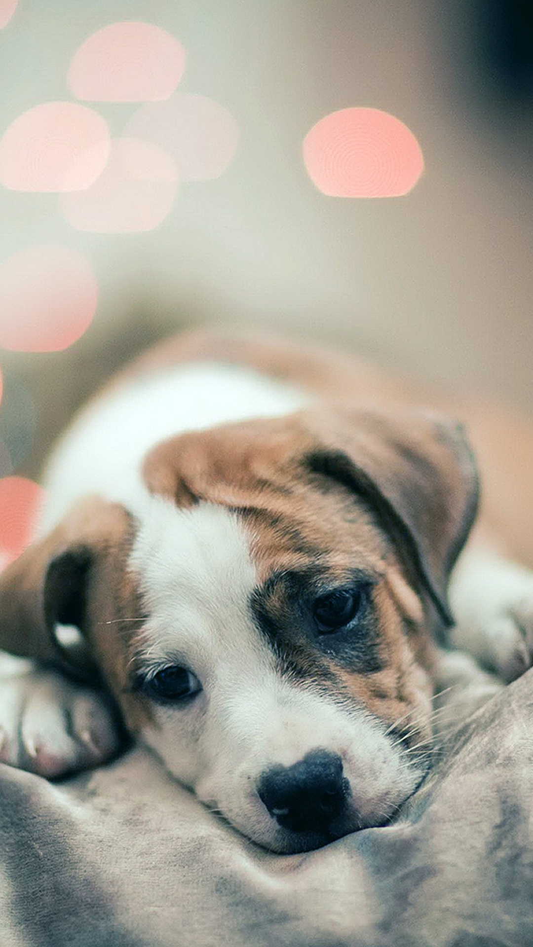 Sad Puppy Dog Bokeh Background iPhone 6 wallpaper