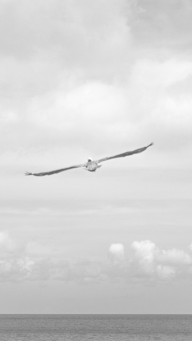 Seagull Flying Over Ocean iPhone 5 Wallpaper