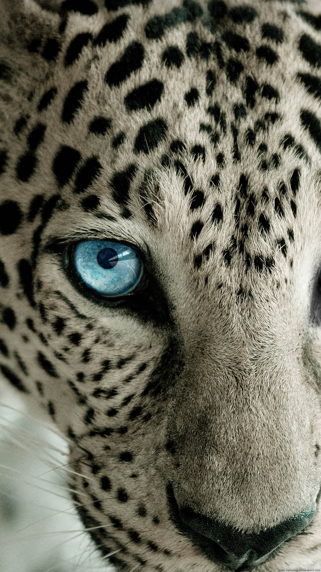 Snow Leopard Blue Eye iPhone 6 Plus HD Wallpaper