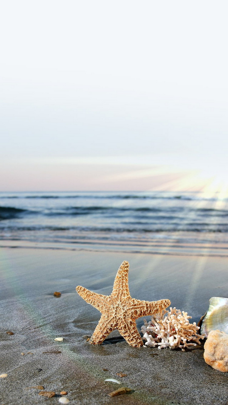 Starfish Sun Waves Beach iPhone 6 Wallpaper