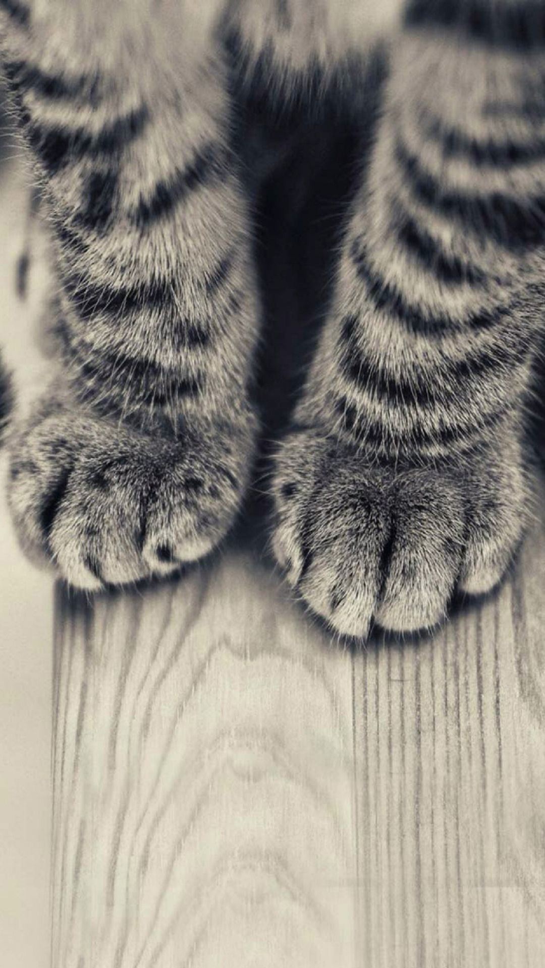 Striped Kitten Legs Wooden Floor iPhone 6 Plus HD Wallpaper
