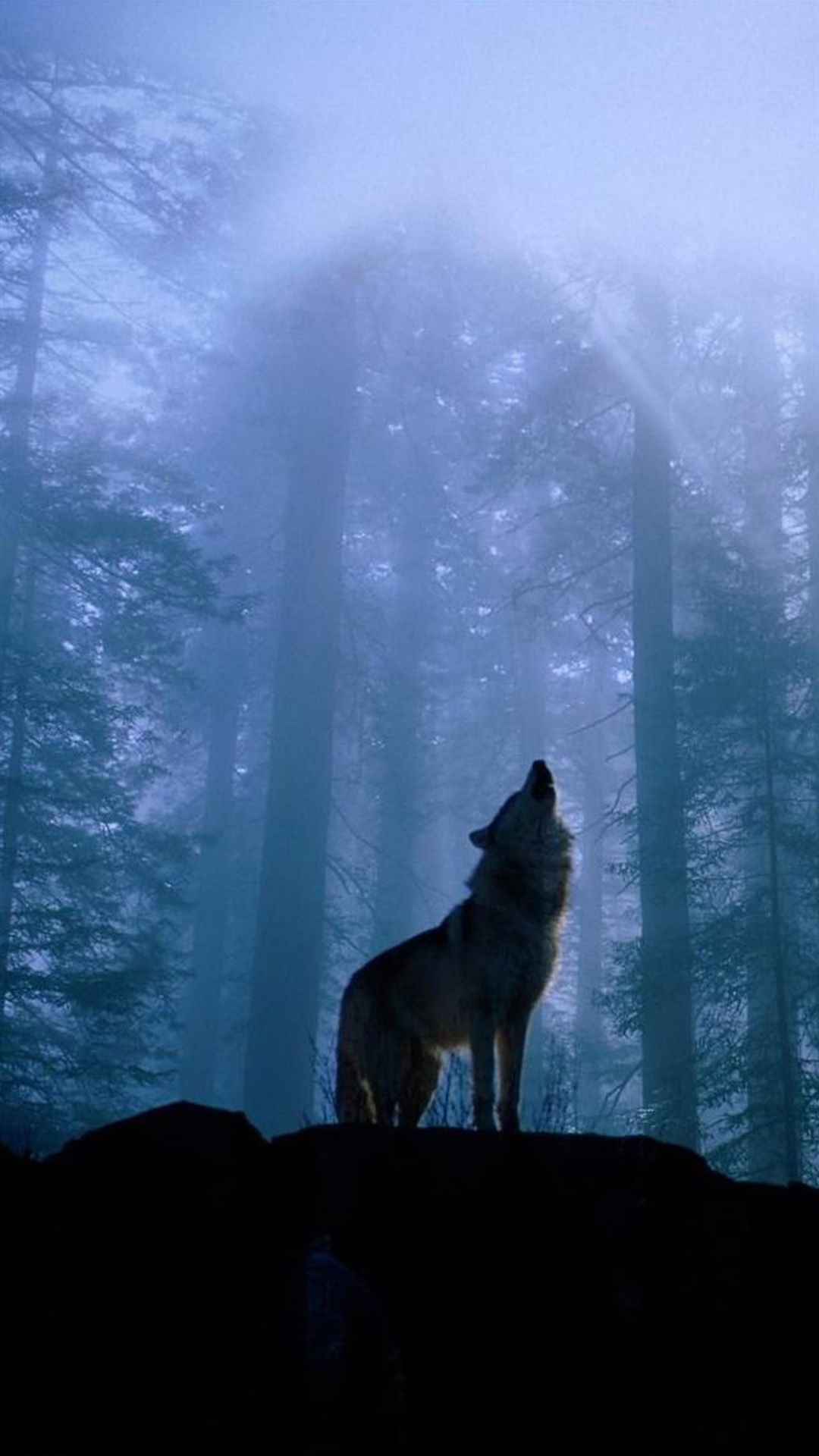 Twilight Foggy Forest Wolf Howl iPhone 6 wallpaper