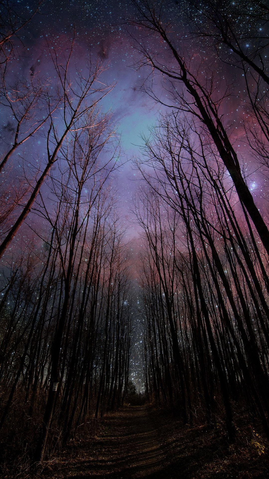 Wither Trees Towards Shiny Starry Sky iPhone 6 wallpaper