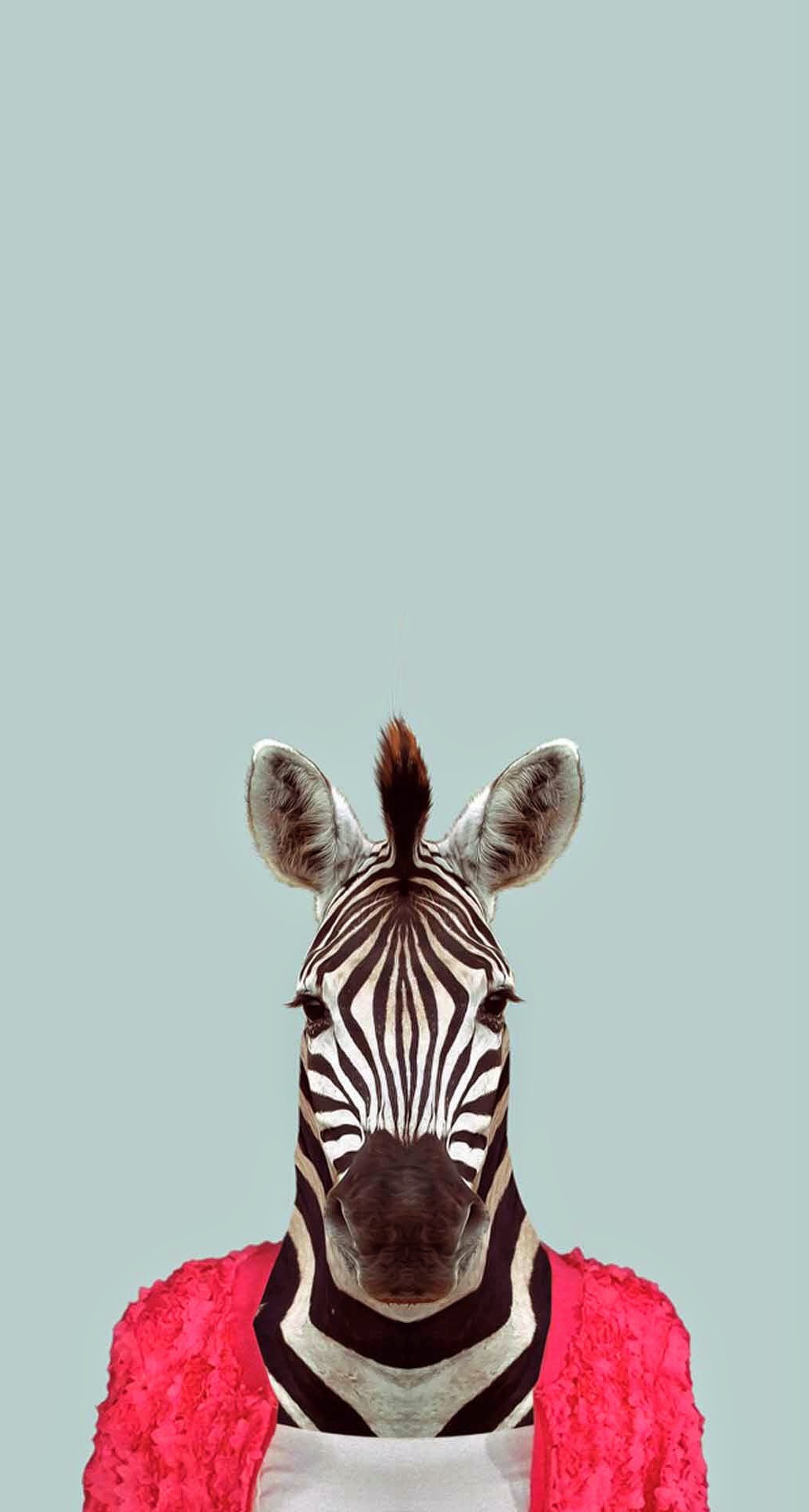 Zebra Funny Animal Portrait iPhone 6 Plus HD Wallpaper