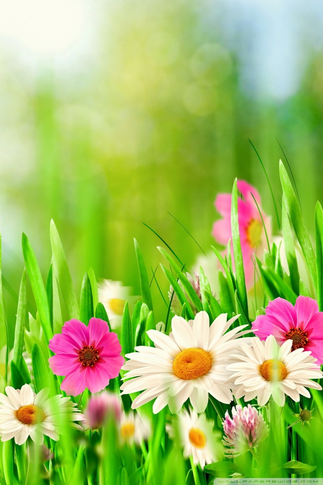 easter_sunday_2016-wallpaper-iPhone