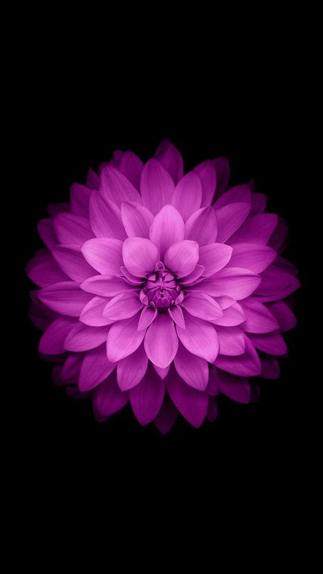 iOS 8 Purple Flower Dark Background iPhone 5 Wallpaper