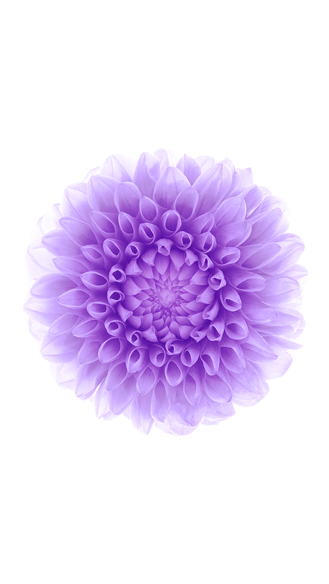 iOS 8 Purple Flower White Background iPhone 5 Wallpaper