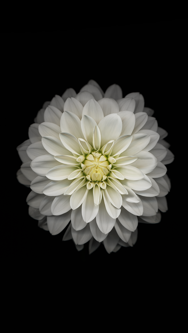 iOS 8 White Flower Dark Background iPhone 5 Wallpaper