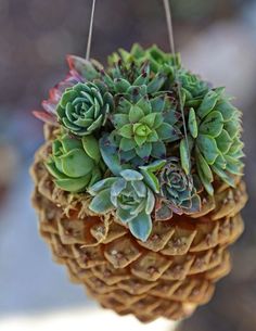 pine-cone-pot
