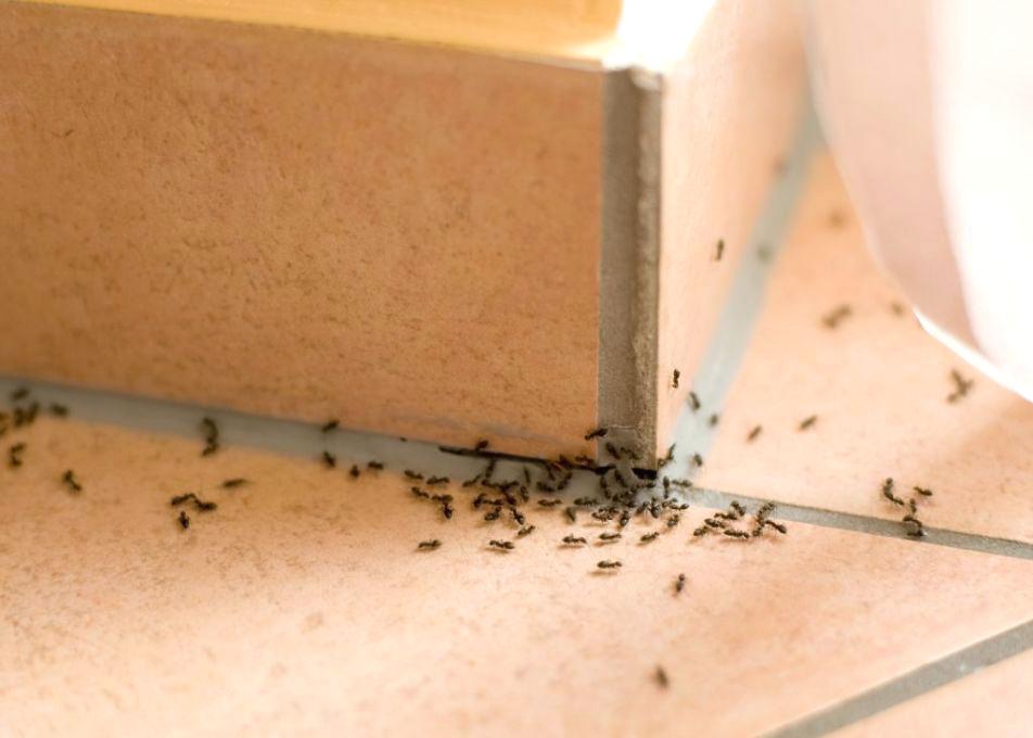kill the bed bugs